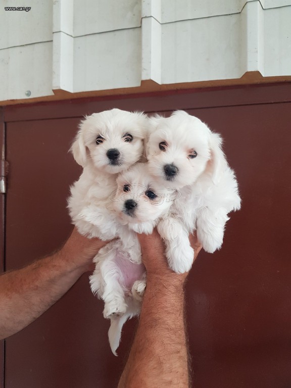 Mini Maltezer