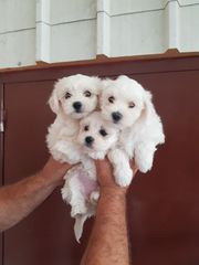 Mini Maltezer