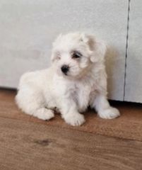 Mini Maltezer