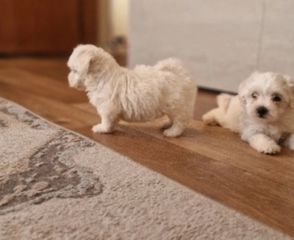 Mini Maltezer-thumb-1