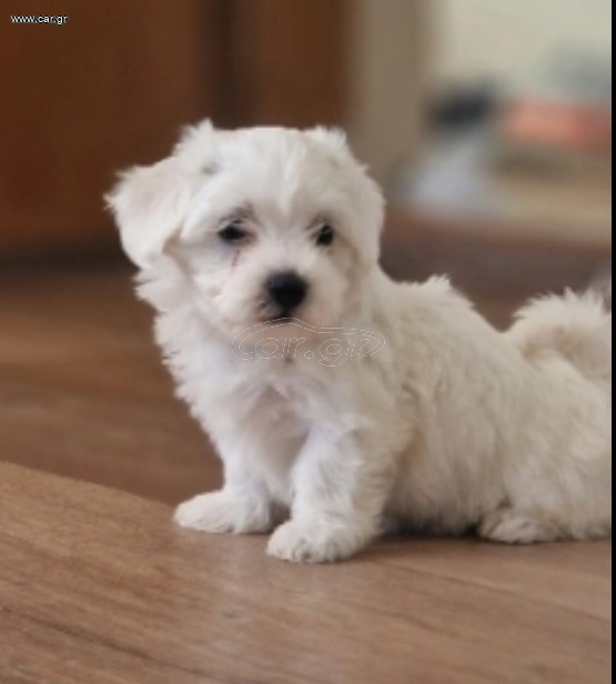 Maltezer