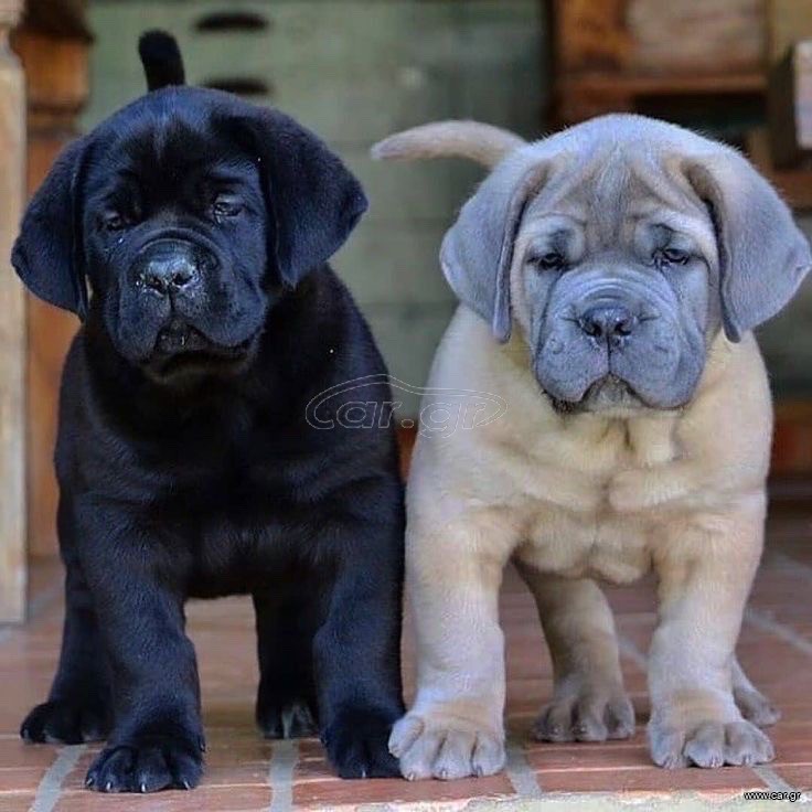 Κάνε κορσο / cane corso