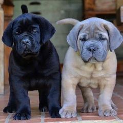 Κάνε κορσο / cane corso