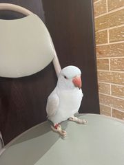 Πωλείτε θηλυκόσ παπαγαλος 5 μηνών ringneck γαλάζιος με δαχτυλίδι 190€