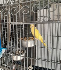 Παπαγάλος Ringneck κίτρινος 3 ετών με το κλουβί του