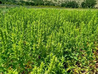 ΣΠΟΡΟΣ ΤΣΑΙ ΤΟΥ ΒΟΥΝΟΥ