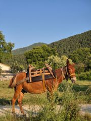 Μουλάρι Αρσενικό-thumb-5