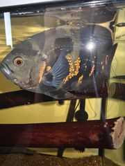 Oskar Αμερικανικη κιχλίδα 24-26εκ