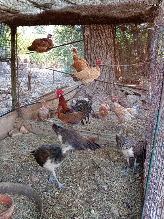 Παγωνιά 9 μηνων