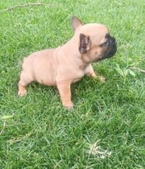 Γαλλικό μπουλντόγκ french bulldog