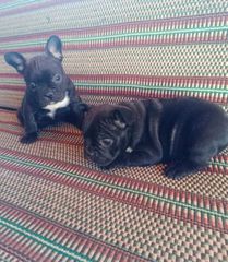 Γαλλικό μπουλντόγκ french bulldog-thumb-3