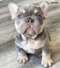 Γαλλικό μπουλντόγκ french bulldog-thumb-2