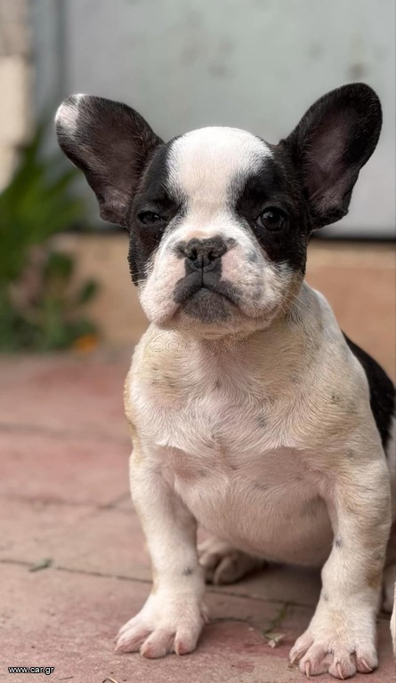 Γαλλικό μπουλντόγκ french bulldog