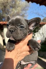 Γαλλικό μπουλντόγκ french bulldog-thumb-4