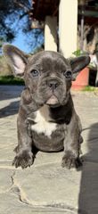 Γαλλικό μπουλντόγκ french bulldog-thumb-5