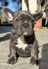 Γαλλικό μπουλντόγκ french bulldog-thumb-6