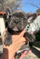 Γαλλικό μπουλντόγκ french bulldog-thumb-7