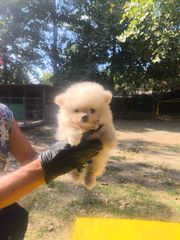 POMERANIAN toy