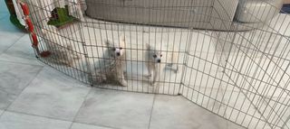 Pomeranian spitz toy