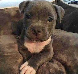 Πιτμπουλ Pitbull blue
