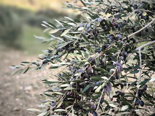 Ντόπιο ελαιόλαδο-thumb-10
