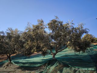 Ντόπιο ελαιόλαδο