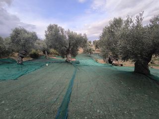 Ντόπιο ελαιόλαδο-thumb-15