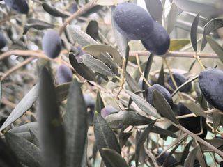 Ντόπιο ελαιόλαδο-thumb-7