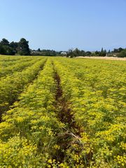 ΓΛΥΚΑΝΙΣΟΣ