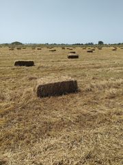 Πωλούνται μπάλες σανός με λιόλιο τριφύλλι κ ερα.