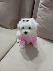 Μαλτέζοι toy και μίνι