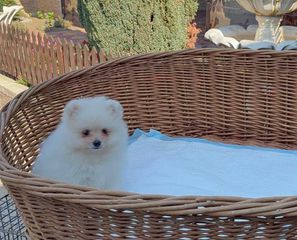 Πομερανιαν - Pomeranian × 400 €