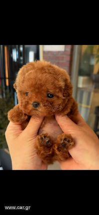 Poodle toy pedigree