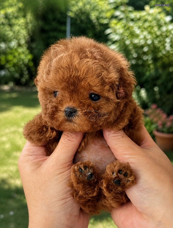 Poodle toy pedigree
