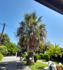 Πωλειται φοινικας 25ετιας