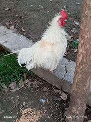 Νανάκια κοκόρια σγουρά (frizzle)