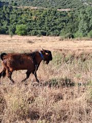 Πωλείται ο εικονιζομενος τράγος