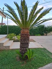 3 ΤΣΙΚΑΣ 20 ΕΤΩΝ-thumb-2