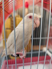 Παπαγαλάκι Πάροτλετ (Parrotlet)