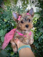 Yorkshire Terrier - Γιορκσάιρ Τεριέ