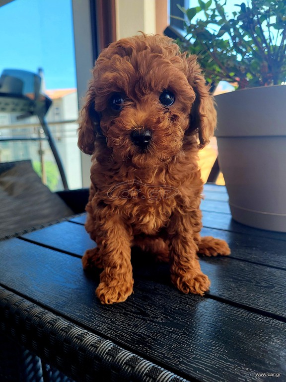 POODLE RED ΤΟΠ ΓΕΝΝΑ ΕΤΟΙΜΟΠΑΡΑΔΟΤΑ