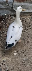 Πάπιες υβρίδια Πεκίνου με Call duck