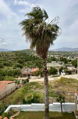 Φοίνικας Washingtonia robusta (Μεξικάνικος Φοίνικας) 12 μέτρα
