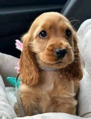 Cocker