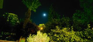 Φοίνικας ύψους 9 μέτρων-thumb-1