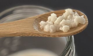 Σπόροι (κόκκοι) βιολογικού κεφίρ Καυκάσου