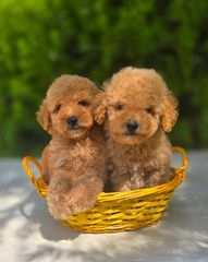 Poodle pedigree