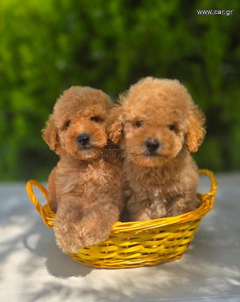 Poodle pedigree