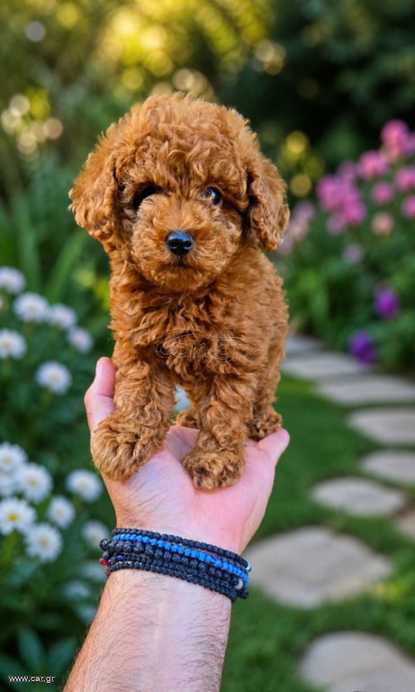 Poodle toy trace control
