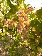 Πωλουνται ντοπια  σταφυλια λευκής ποικιλίας στη Καρδίτσα